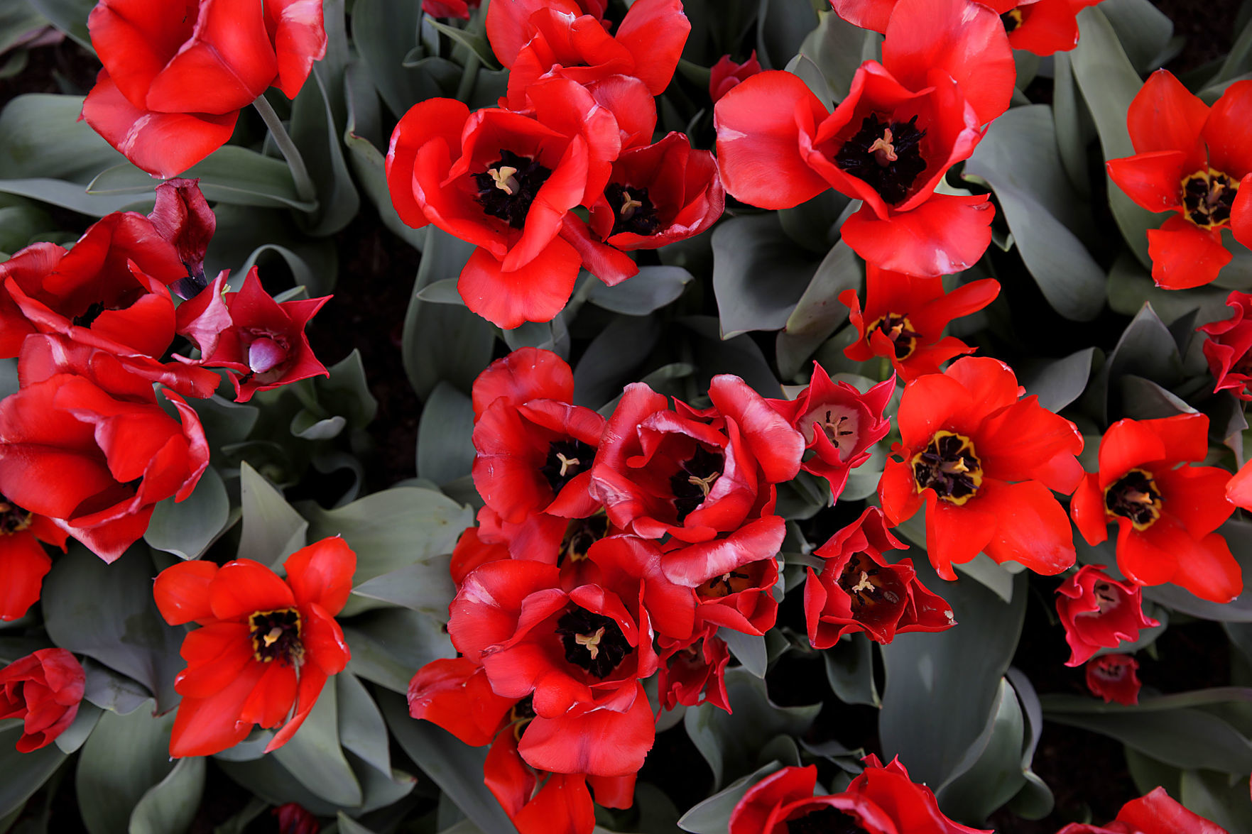 Tulsa Botanic Garden